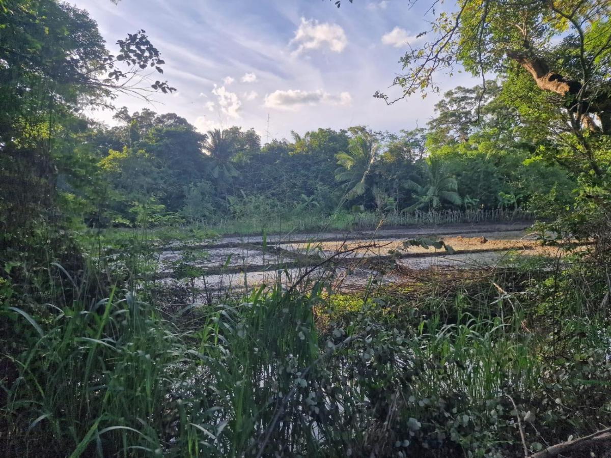 Sigiriya Cottage Экстерьер фото